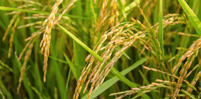 Is Wild Rice Healthy for Diabetics?